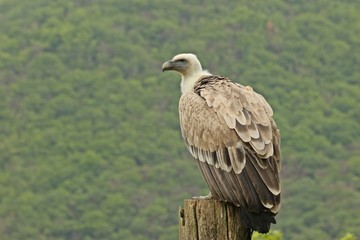 Gänsegeier (Gyps fulvus)