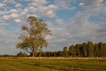 Old lonely poplar standing in the field on a sunny day.