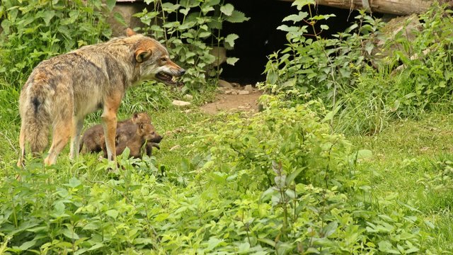 Männlicher Europäischer Wolf (Canis lupus) mit seinen fünf Wochen alten Welpen