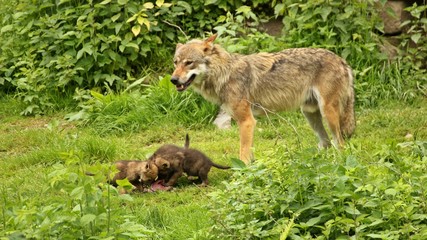 Männlicher Europäischer Wolf (Canis lupus) mit seinen fünf Wochen alten Welpen