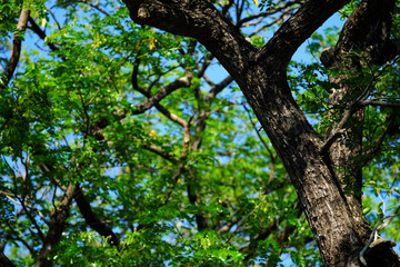 green leaf of tree with blue sky