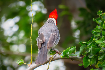 Red-crested cardinal bird seen from the back, its mitre-like crest popping up, grey wings and feathers, Kauai, Hawaii, USA