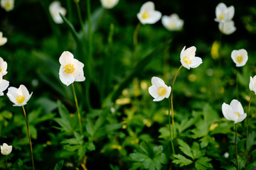 Anemone sylvestris - white spring flowers in spring garden