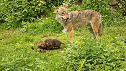 Männlicher Europäischer Wolf (Canis lupus) mit seinen fünf Wochen alten Welpen