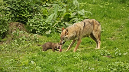 Wölfin (Canis lupus) mit fünf Wochen altem Welpen