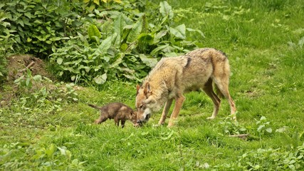 Wölfin (Canis lupus) mit fünf Wochen altem Welpen