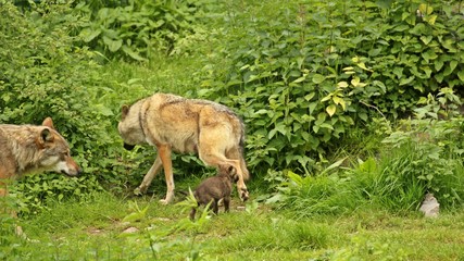 Wolfspaar (Canis lupus) mit fünf Wochen altem Welpen