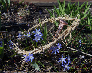 Dornenkrone mit Blumen und nagel