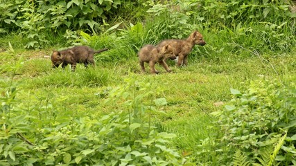 Fünf Wochen alte Wolfswelpem (Canis lupus) vor ihrer Höhle