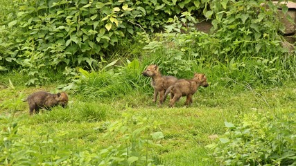 Fünf Wochen alte Wolfswelpem (Canis lupus) vor ihrer Höhle