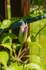 Obraz premium A bud on a purple clematis plant in north east Italy