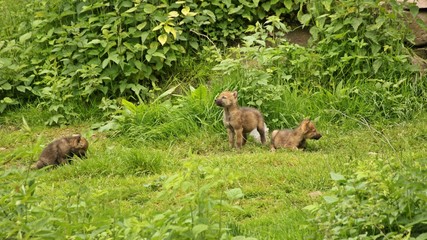 Fünf Wochen alte Wolfswelpem (Canis lupus) vor ihrer Höhle