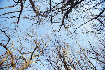 tree in the sky