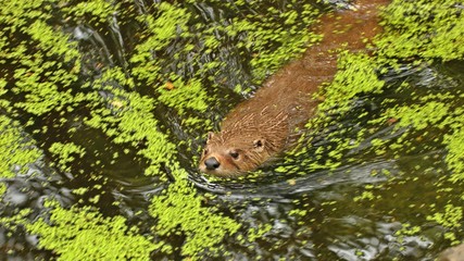 Fischotter (Lutra lutra) im Wasser