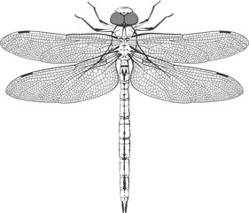 big post symmetrical dragonfly with carefully painted wings isolated on white background