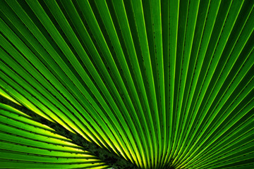 green palm leaf with line