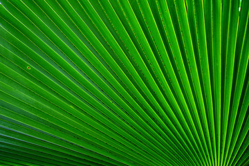 green palm leaf with line