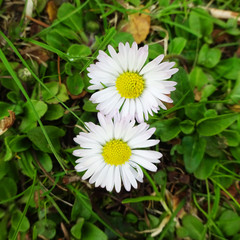Obraz premium zwei gänseblümchen in der wiese