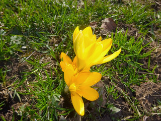 Obraz premium gelbe krokusse im frühling