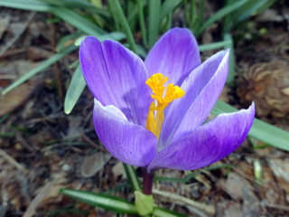 lila krokus im frühling