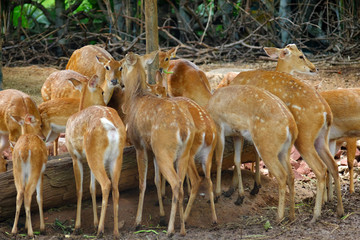 antelope in zoo thailand