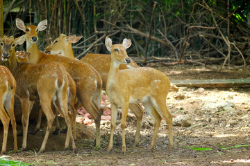 antelope in zoo thailand