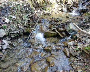 stream in forest
