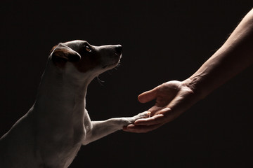 Dog paw takes the man - obrazy, fototapety, plakaty
