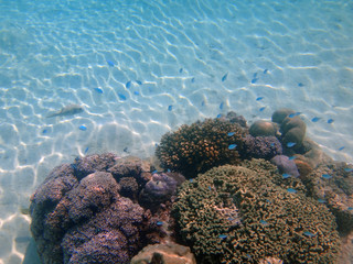 Naklejka na ściany i meble Underwater view of colorful tropical fish and coral reef in the Bora Bora lagoon, French Polynesia