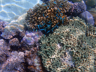 Naklejka na ściany i meble Underwater view of colorful tropical fish and coral reef in the Bora Bora lagoon, French Polynesia