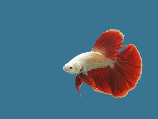 Fancy white-red Long Tail Halfmoon Betta or Siamese Fighting Fish diving in fish glass tank isolated on blue background.