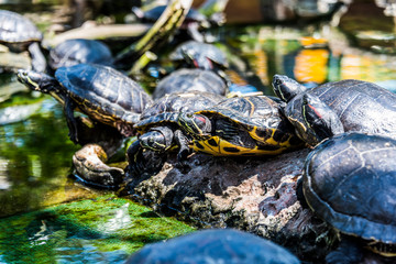 Turtle crawl on timber 