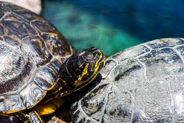 Turtle crawl on timber 