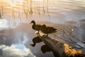 Summer sunset on the lake with two ducks resting calm © RAW Digital Studio