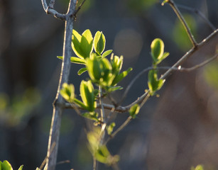 leaves of a tree