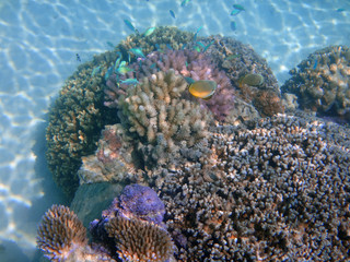 Underwater view of colorful tropical fish and coral reef in the Bora Bora lagoon, French Polynesia