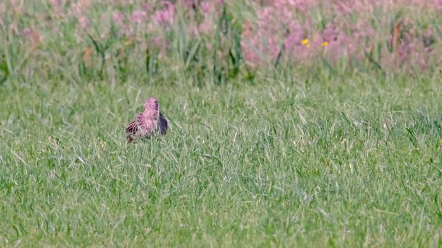 Eurasian curlew or common curlew sitting in a meadow with high grass during a sunny springtime day