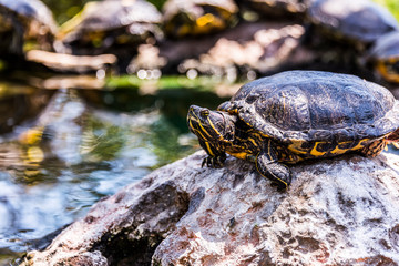 Turtle crawl on timber 