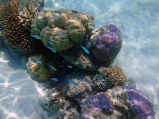 Underwater view of colorful tropical fish and coral reef in the Bora Bora lagoon, French Polynesia