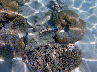 Underwater view of colorful tropical fish and coral reef in the Bora Bora lagoon, French Polynesia