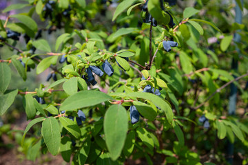 Blue-Berried Honeysuckle Shrub - Lonicera caerulea