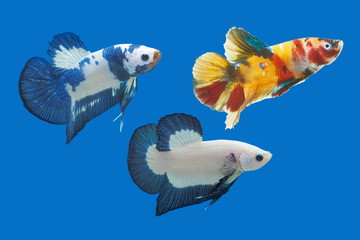 view of Fancy Halfmoon Plakat Betta diving in fish glass tank isolate on blue background.