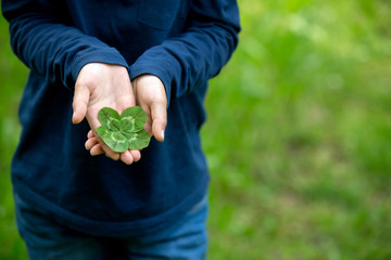 Child hands holding lucky four leaf clover. Boy have many four leaf clovers in his hands