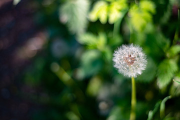 Dandelion seed head blowball closeup select focus