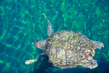 Green Turtle