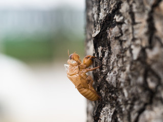 Beautiful nature scene macro cicada molting. Showing of eyes and wing detail.Cicada in the wildlife nature habitat using as background or wallpaper.Cicada insect stick on tree. Cicada skin