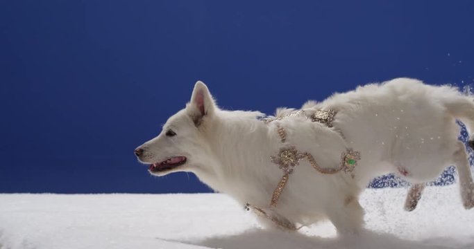 white dogs run through the snow