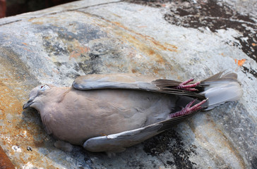  Dead bird collared dove lying on a barrel of  toxic chemical waste.