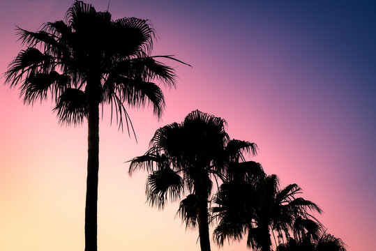 Summer Sunset Background Image of Retro Style Palm Trees