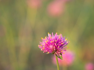 Pink flower macro. Cute flower in garden